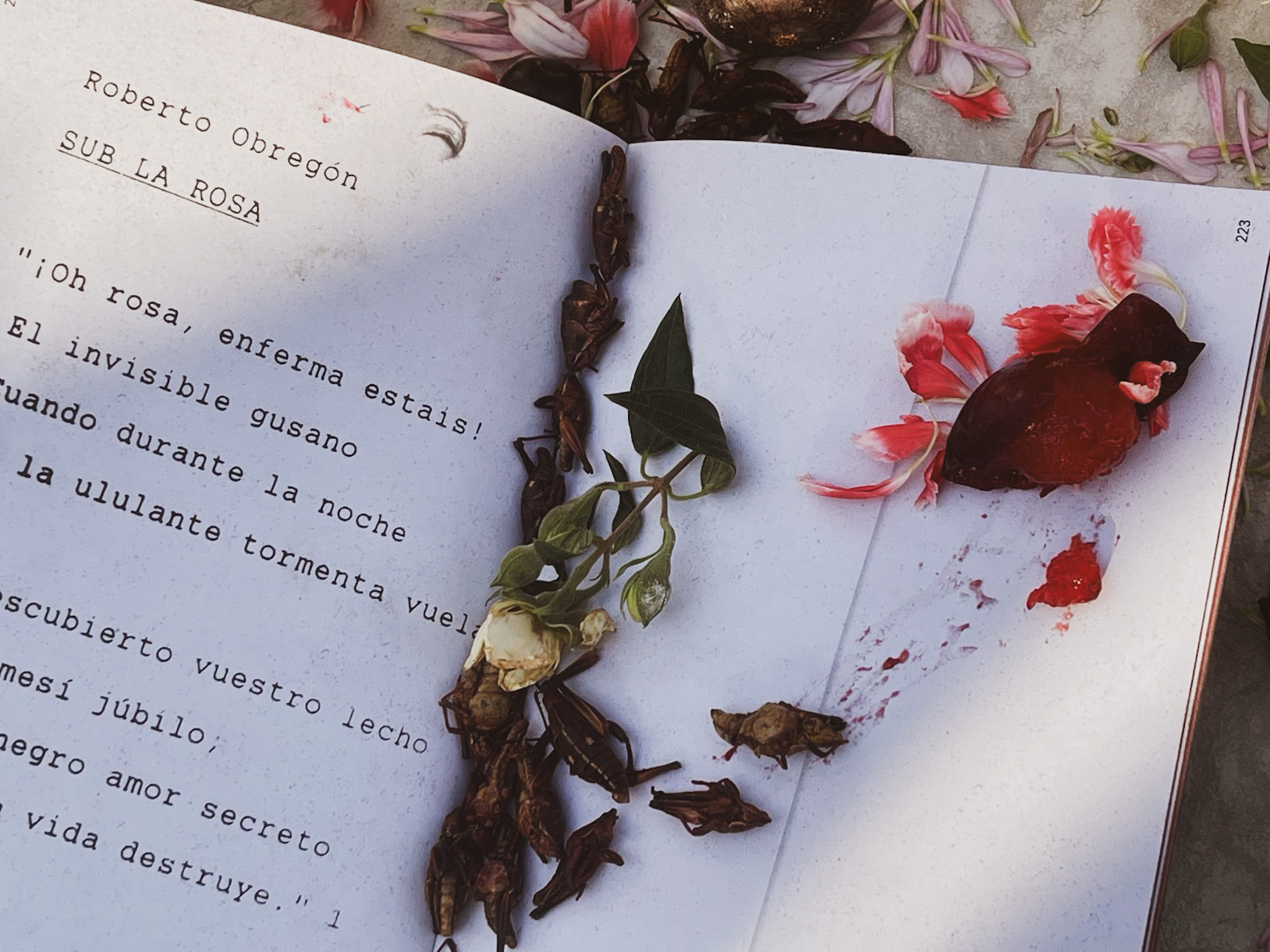 El círculo de la rosa — objeto editorial