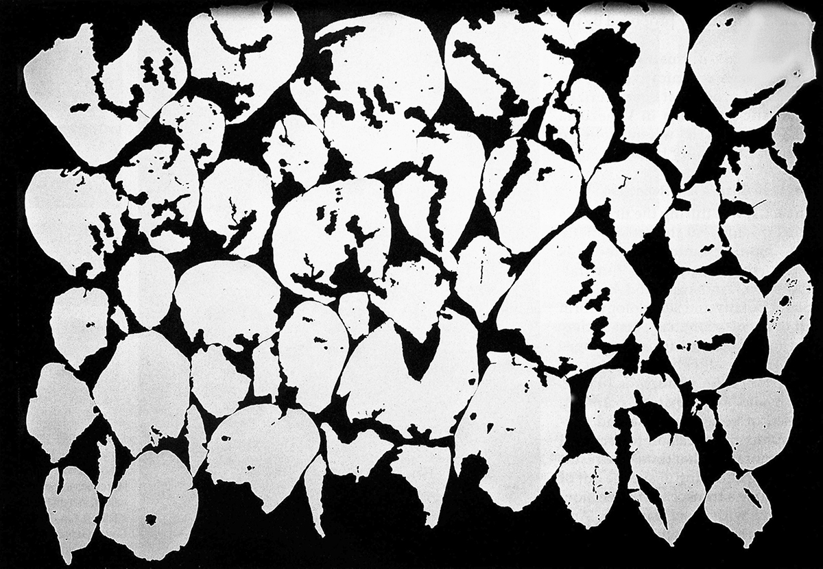 Roberto Obregón, La rosa enferma, 1993. Siluetas blancas de pétalos disecados a escala monumental sobre fondo negro. Durasol y pintura industrial blanca. Foto Ricardo Armas. Galería de Arte Nacional de Caracas.